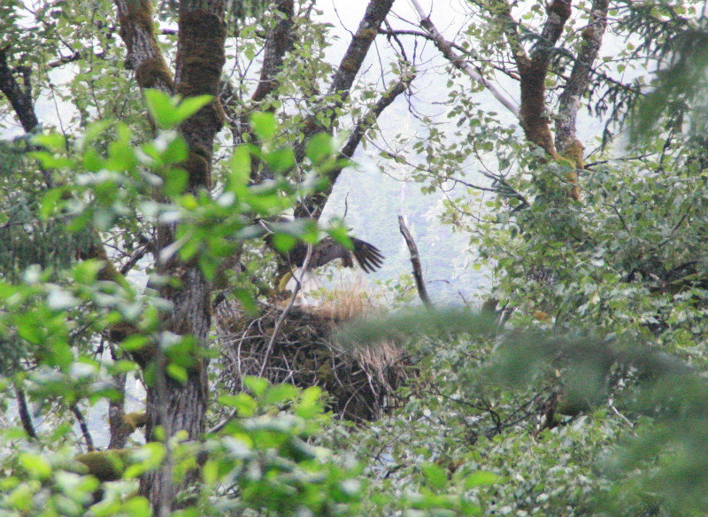 Bald Eagle going into nest