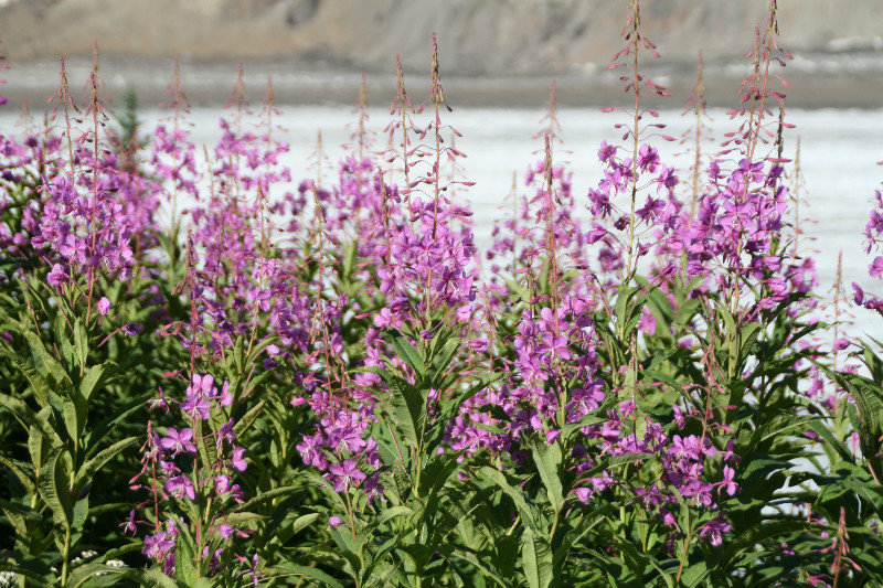 Fireweed at glacier
