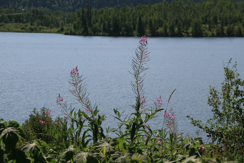 Fireweed coming to an end
