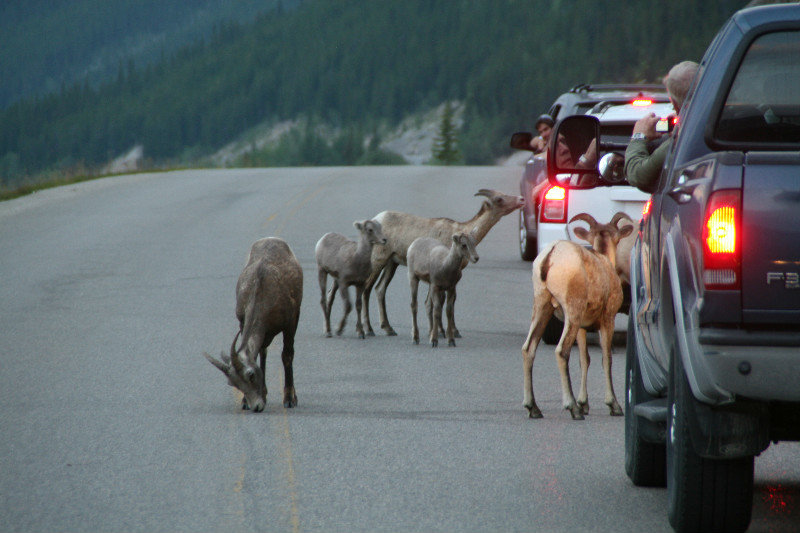 Big horn sheep all over the road