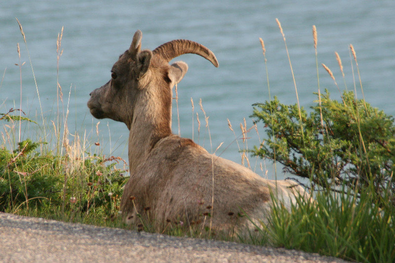 Big horn sheep on side of road