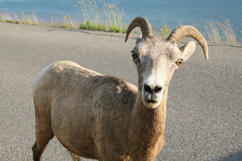 Big horn sheep up close and personal
