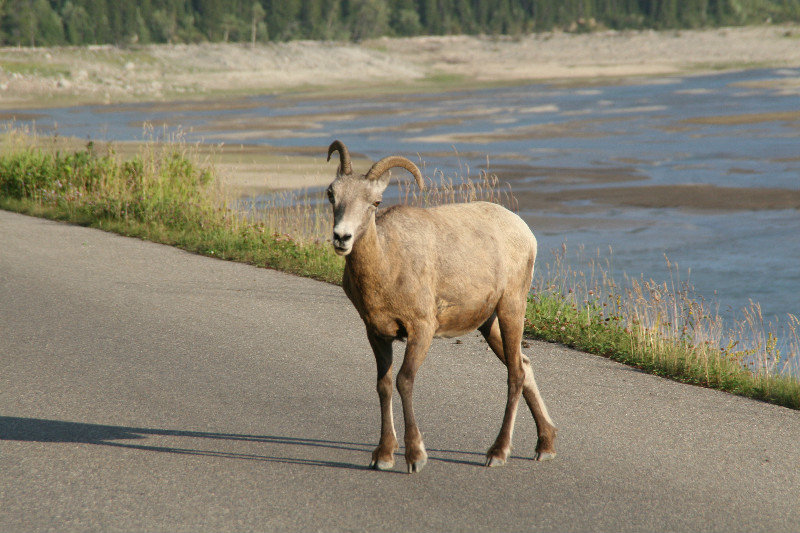 Big horn sheep walking on road