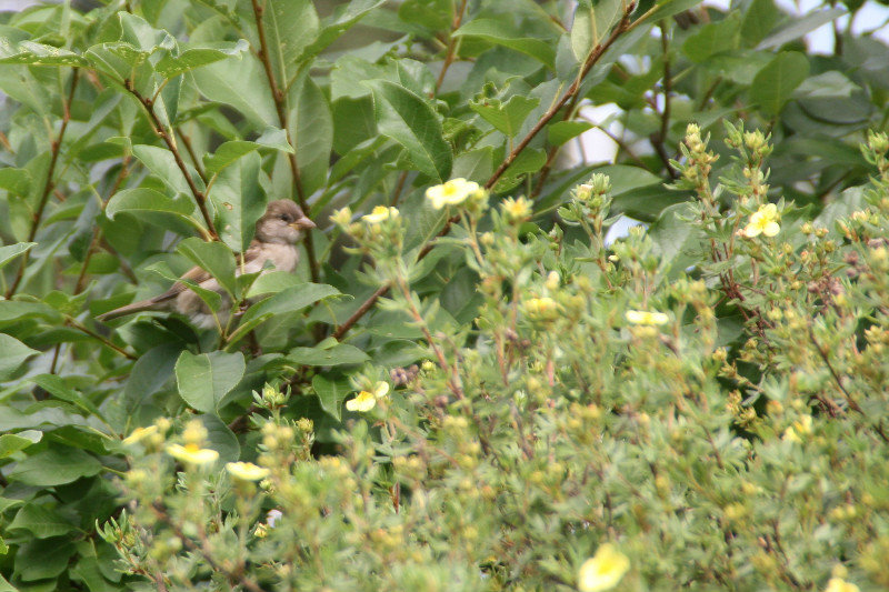 Bird enjoying summer flowers
