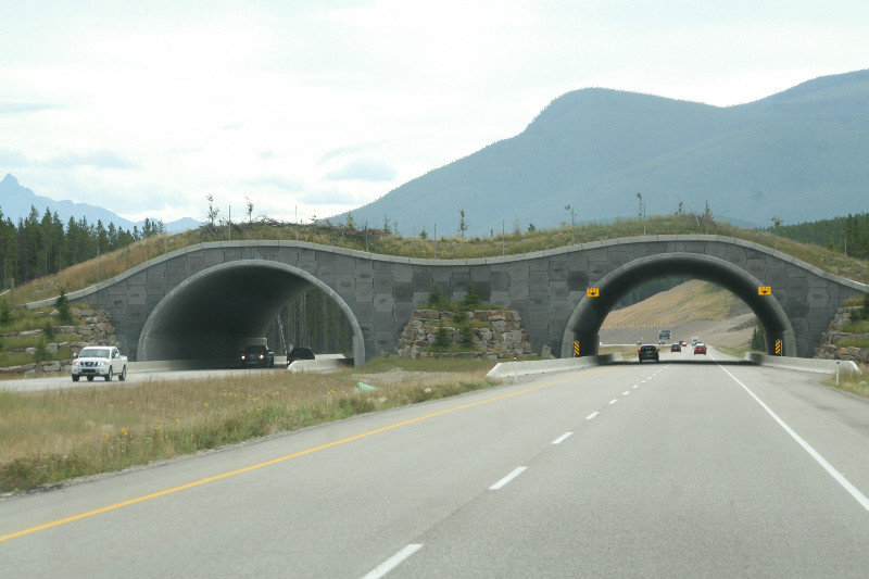 Wildlife bridge crossing