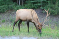 Hello elk standing beside the road.