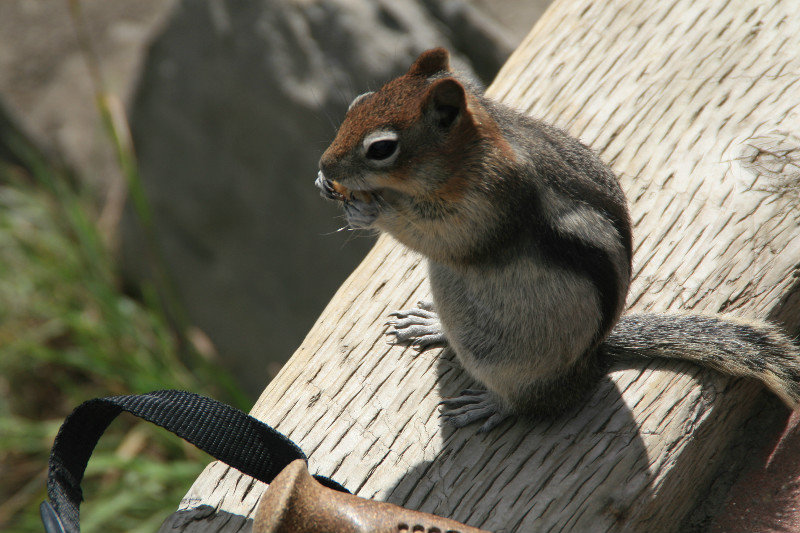 Columbian Ground squirrel