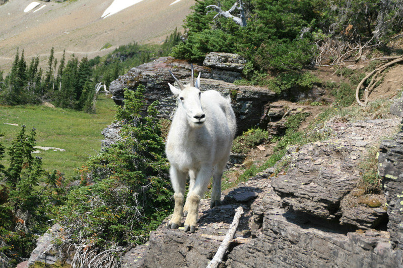 Goat - plz don't fall off