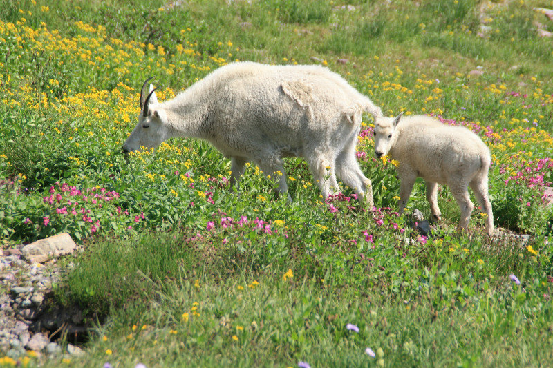 Goats - Mom & baby