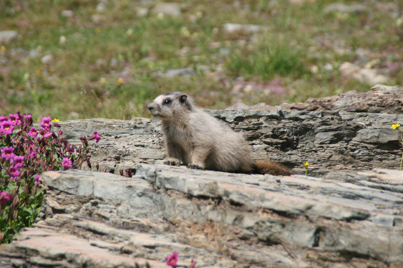 Marmot 1