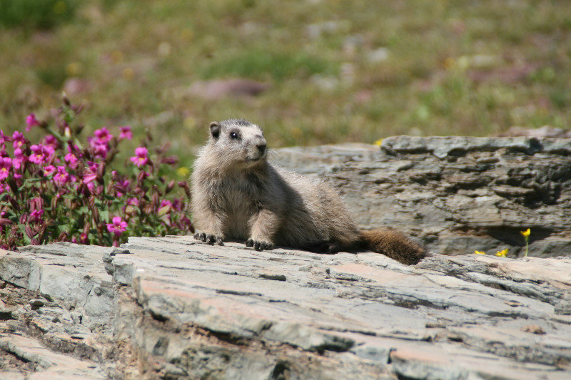 Marmot 2