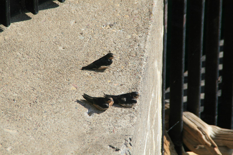 Swallows hanging out on the dam