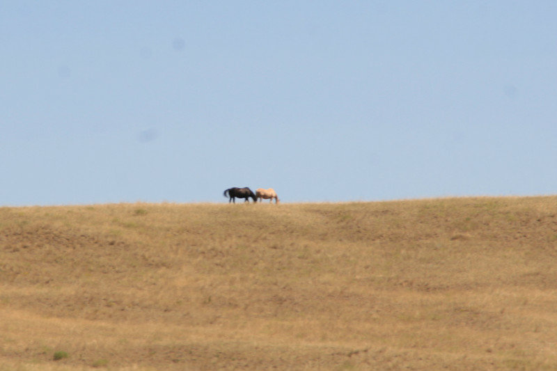 Two wild horses on the hill above battlefield.