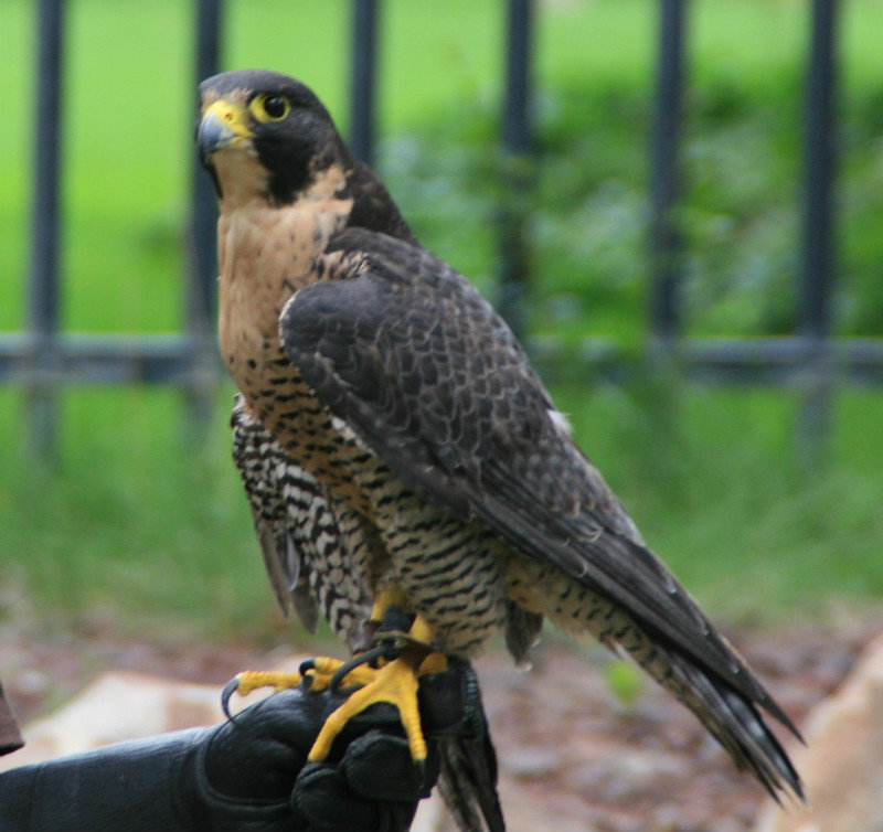 Rescued Falcon