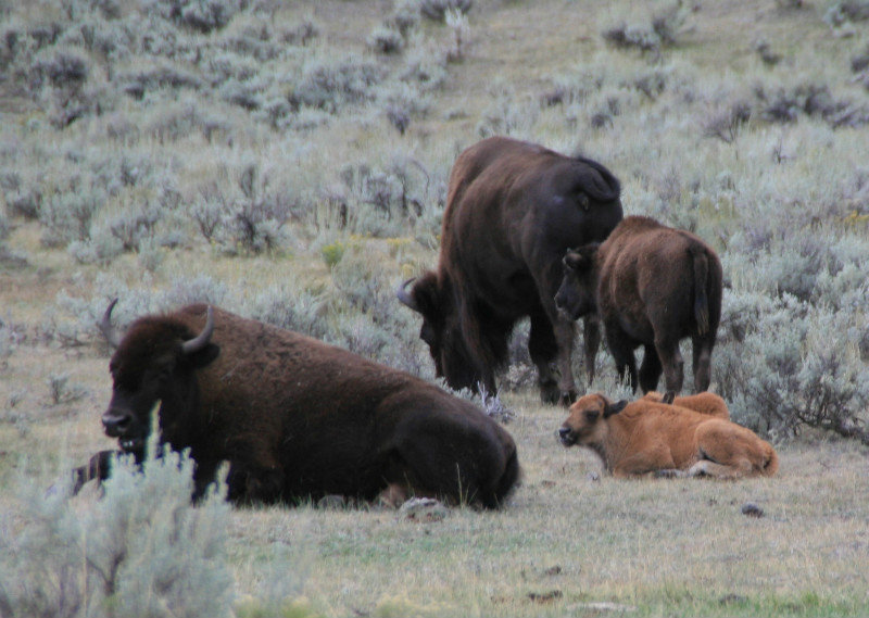 Momma & baby buffalo