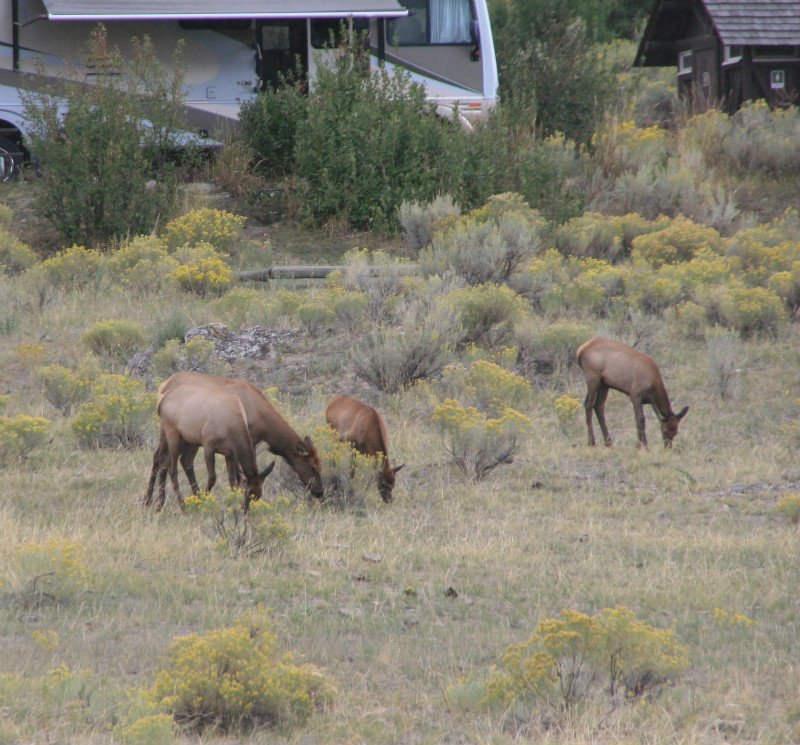 Elks by the road