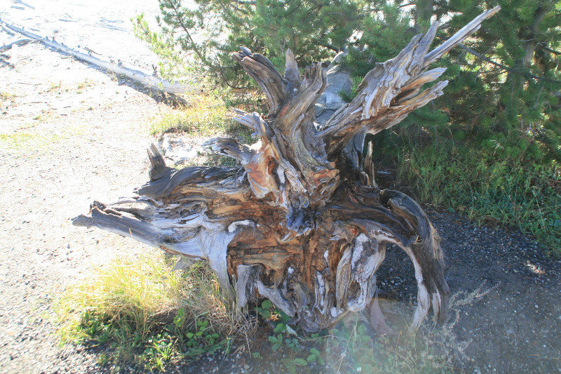 Interesting tree stump