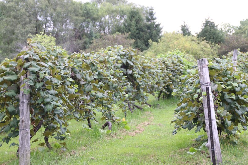 Grape orchards for wine