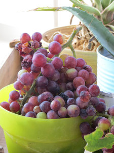 Savario's Grapes