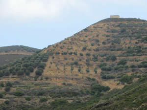 Hillside Olives
