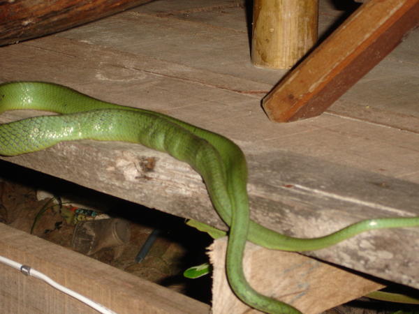 Snake In Bar