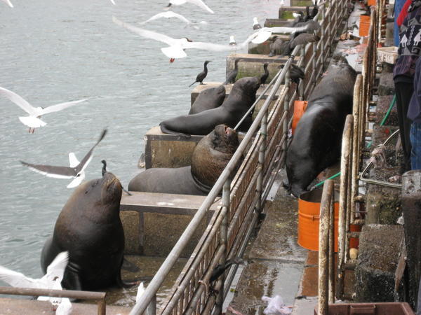 Look at those sealions