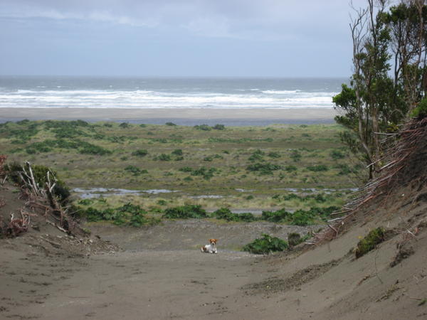 National park Chiloe beachside