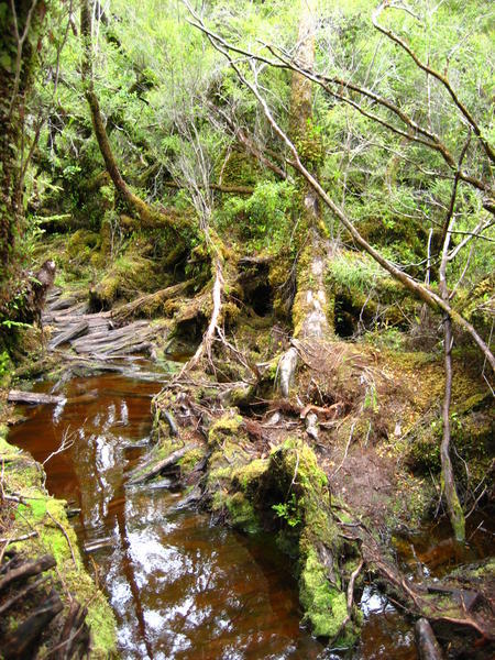 Forest in Chiloe