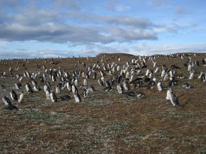 Penguins, lots of them