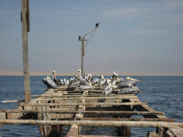 Pelicans and the Pacific Ocean