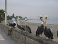 Pelicans at the beach in Paracas