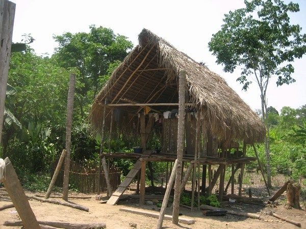 Local jungle house