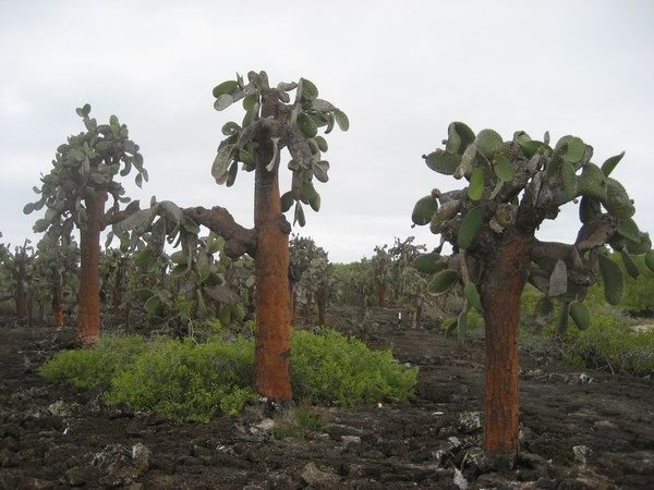 Special cactusses on Galapagos