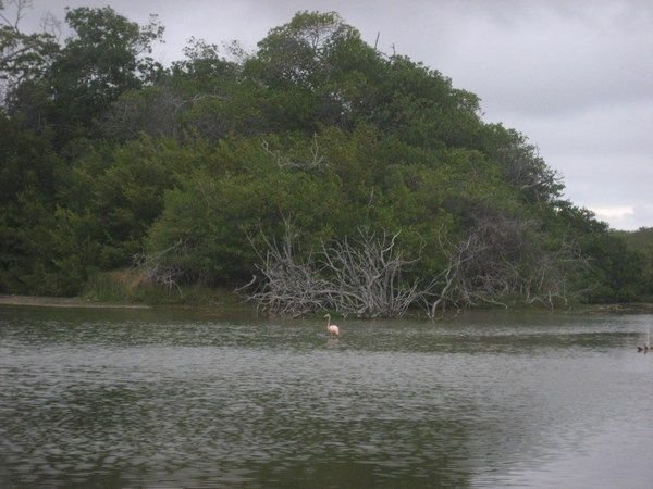 Flamingo on Isabella island
