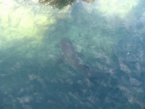 Whitetip sharks around the reef in Isabella