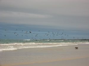 Loads of blue footed boobies and pelicans hunting for fish