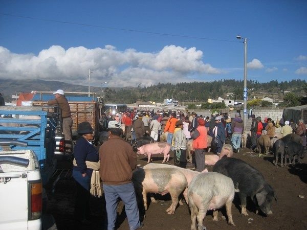 A huge animal market at Saquisili