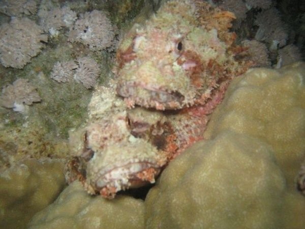2 stonefish on top of eachother, really hard to see while you dive
