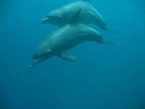 Diving with dolphins!!!!! amazing, amazing, amazing