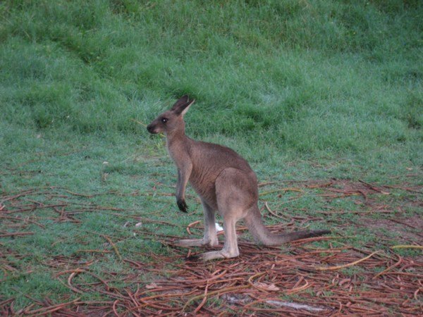 And yes, Kangaroos!!!!