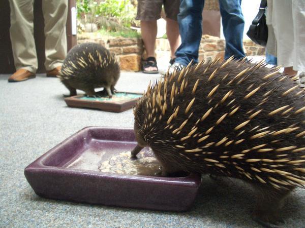 These are Echidnas