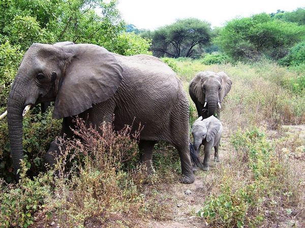Elephant at Lake Manyara