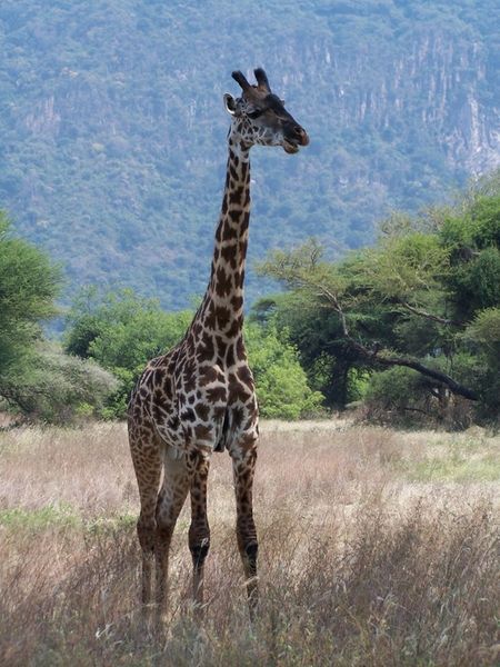 Giraffe at Lake Manyara
