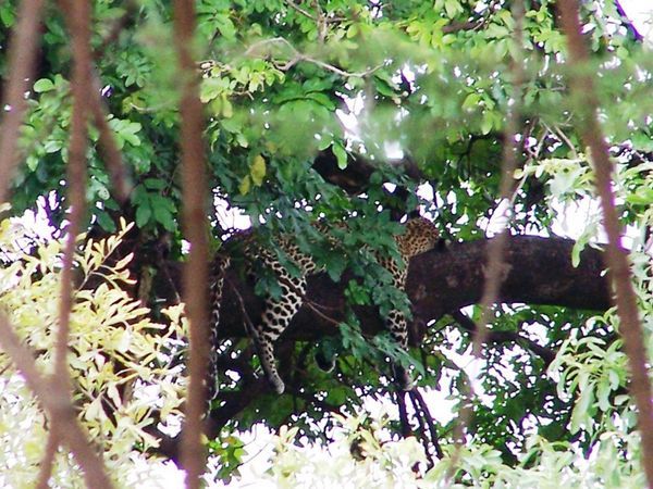 Leopard at Lake Manyara