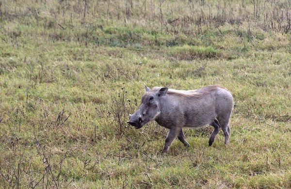 Warthog at the crater