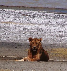 Lion at Ngorongoro Crater