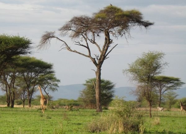 Giraffe and Zebra seen on walking safari