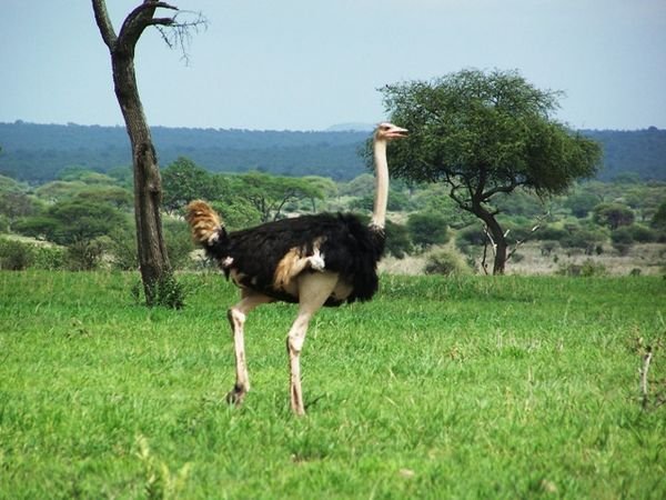 Ostrich - moving out of the way