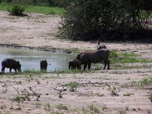 Warthogs at the Waterhole