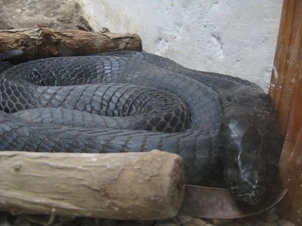 Black Spitting Cobra